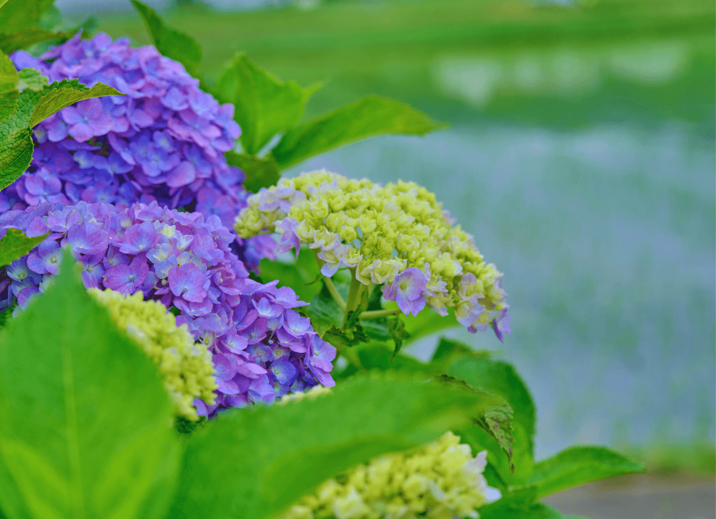 七十二候をテーマにした「72の便り」の挿入画像。紫陽花。