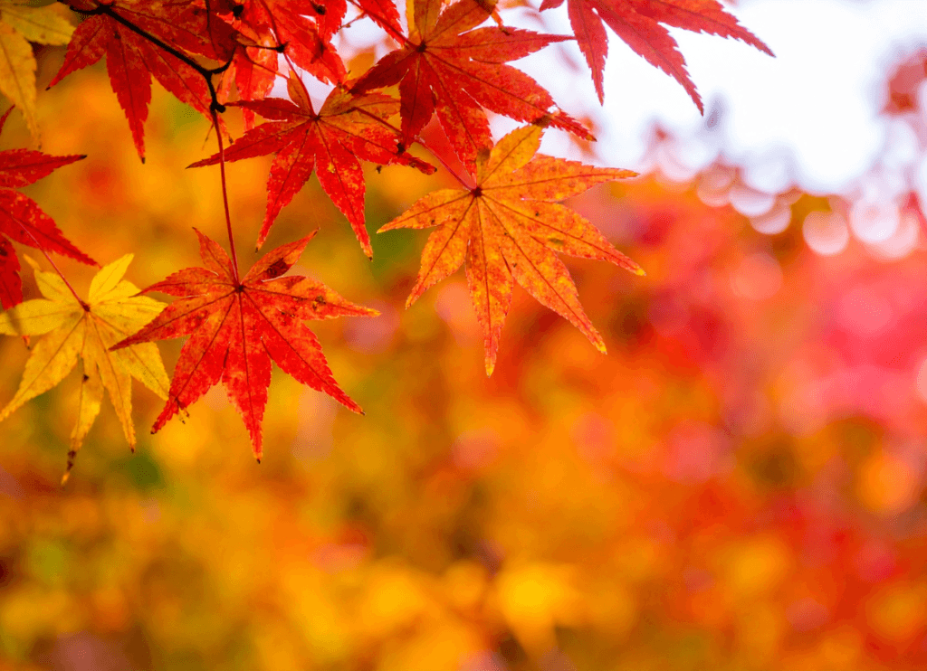 色づいた紅葉が広がる秋の風景