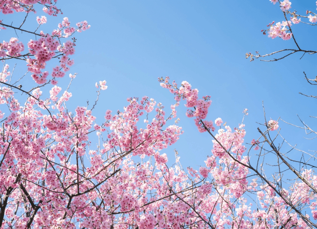 青空の下で咲く桜の花
