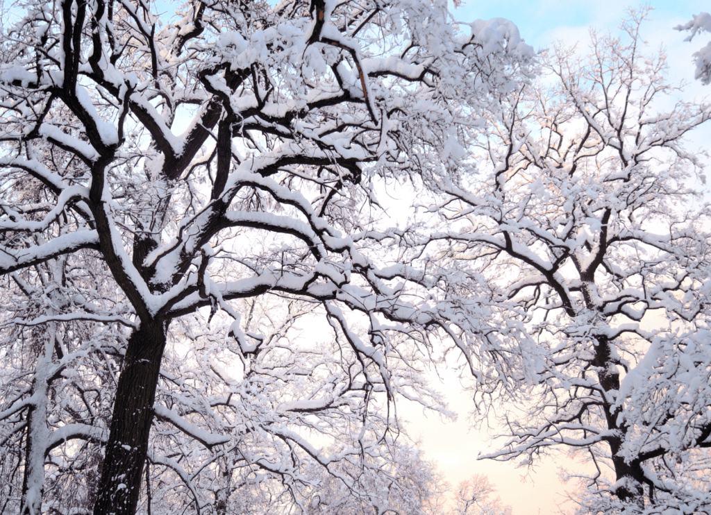 雪をまとった木々が広がる冬の風景