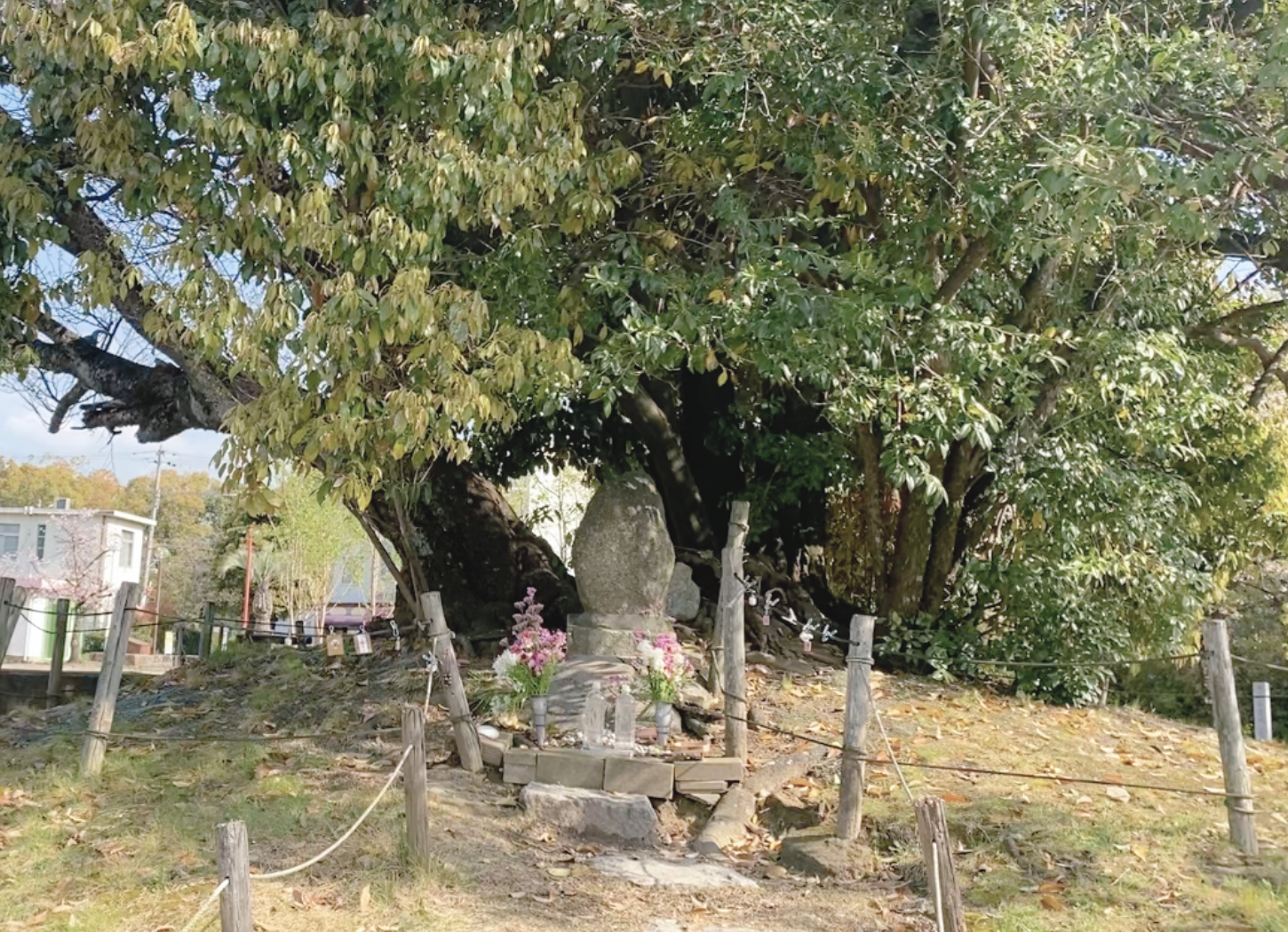 枚方市・牧野公園の塚。大きな木の根元に小さな石碑があり、その周囲に花と水が供えられている静かな風景。
