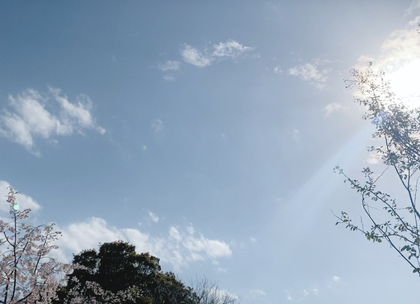 枚方市・牧野公園から見上げた青空。満開の桜の枝と塚の大きな木の一部が空に向かって伸びている。