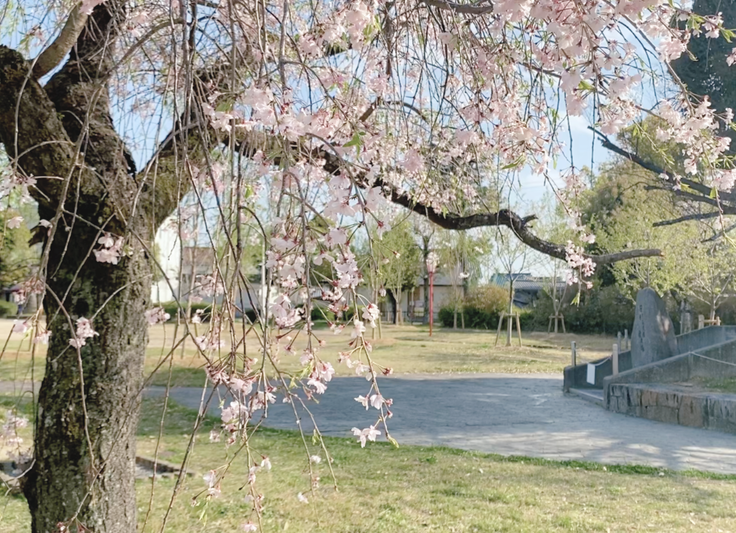 枚方市・牧野公園の風景。左手前に満開の桜が咲き、奥には石碑が静かに立っている様子。