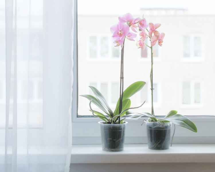 白い窓辺に並ぶふたつの鉢に、小さなピンクの花が咲いている様子