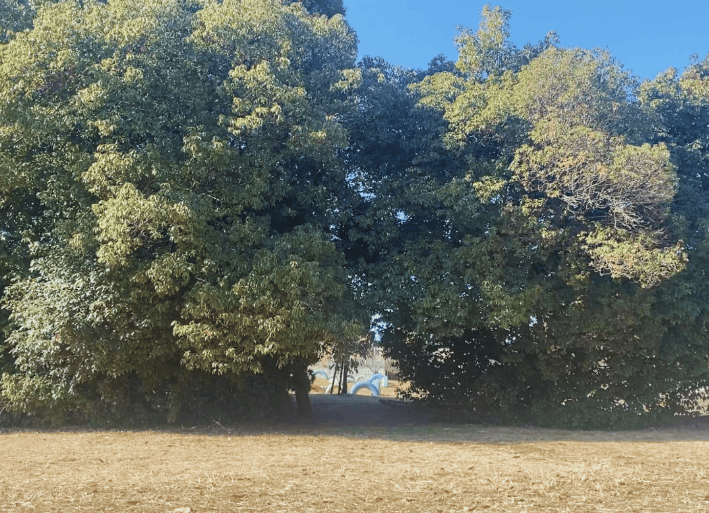 枚方市・牧野車塚古墳のタイヤ公園。青空を背景に高い木が並び、一部はトンネル状で向こうの公園が見える