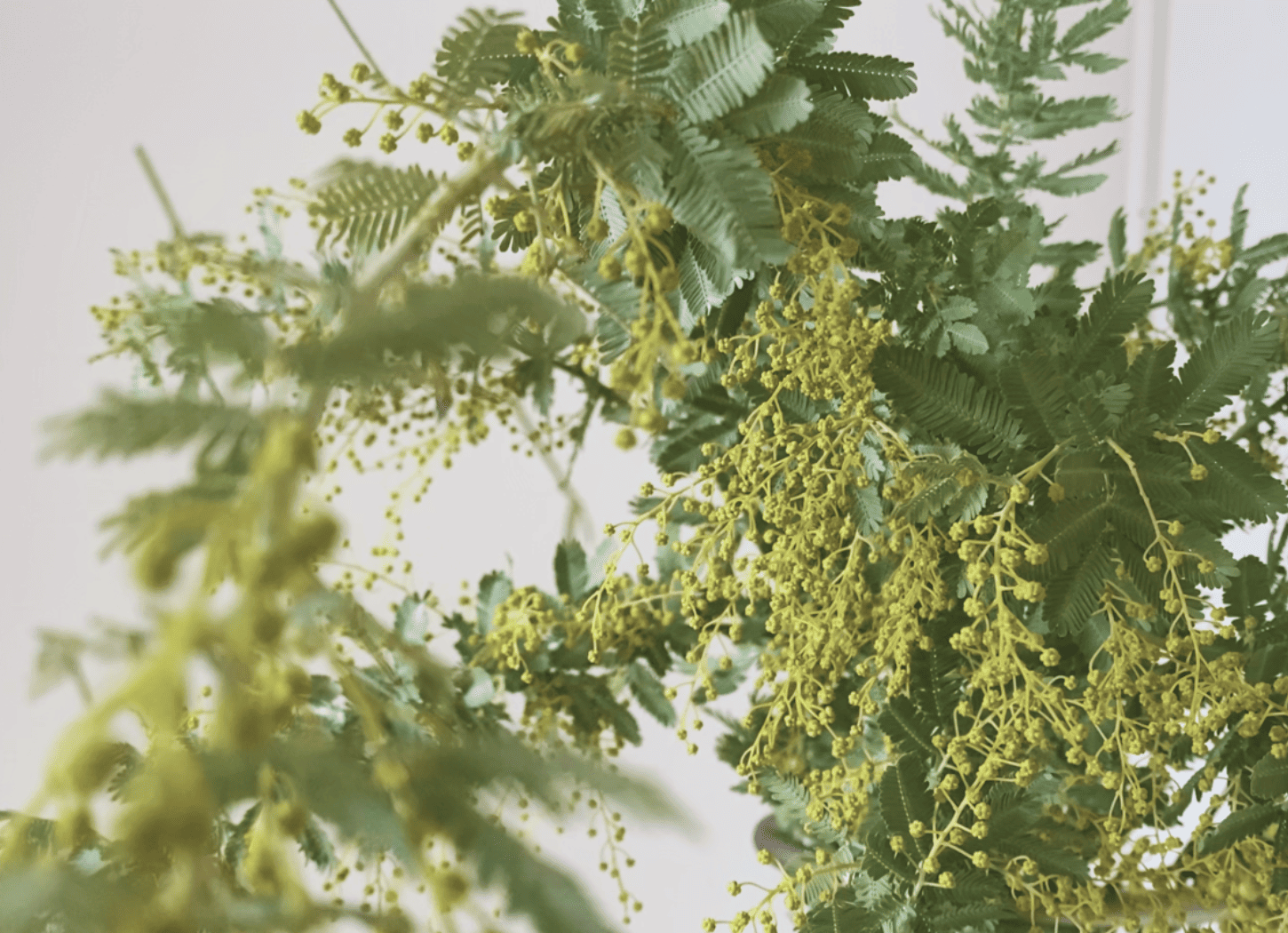 青山フラワーマーケットで購入したミモザ。小さな黄色が緑に映える。花器はEDA BASE