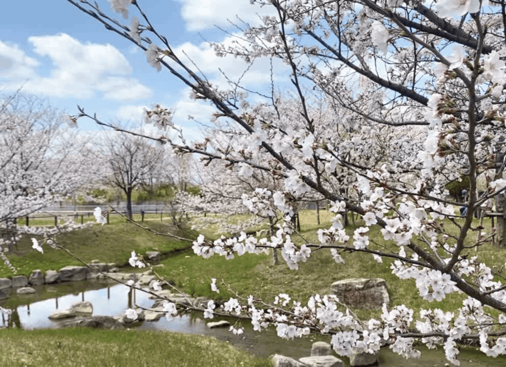 春の渚水みらいセンターを流れる小川と満開の桜。青空の下、穏やかな風景が広がっている