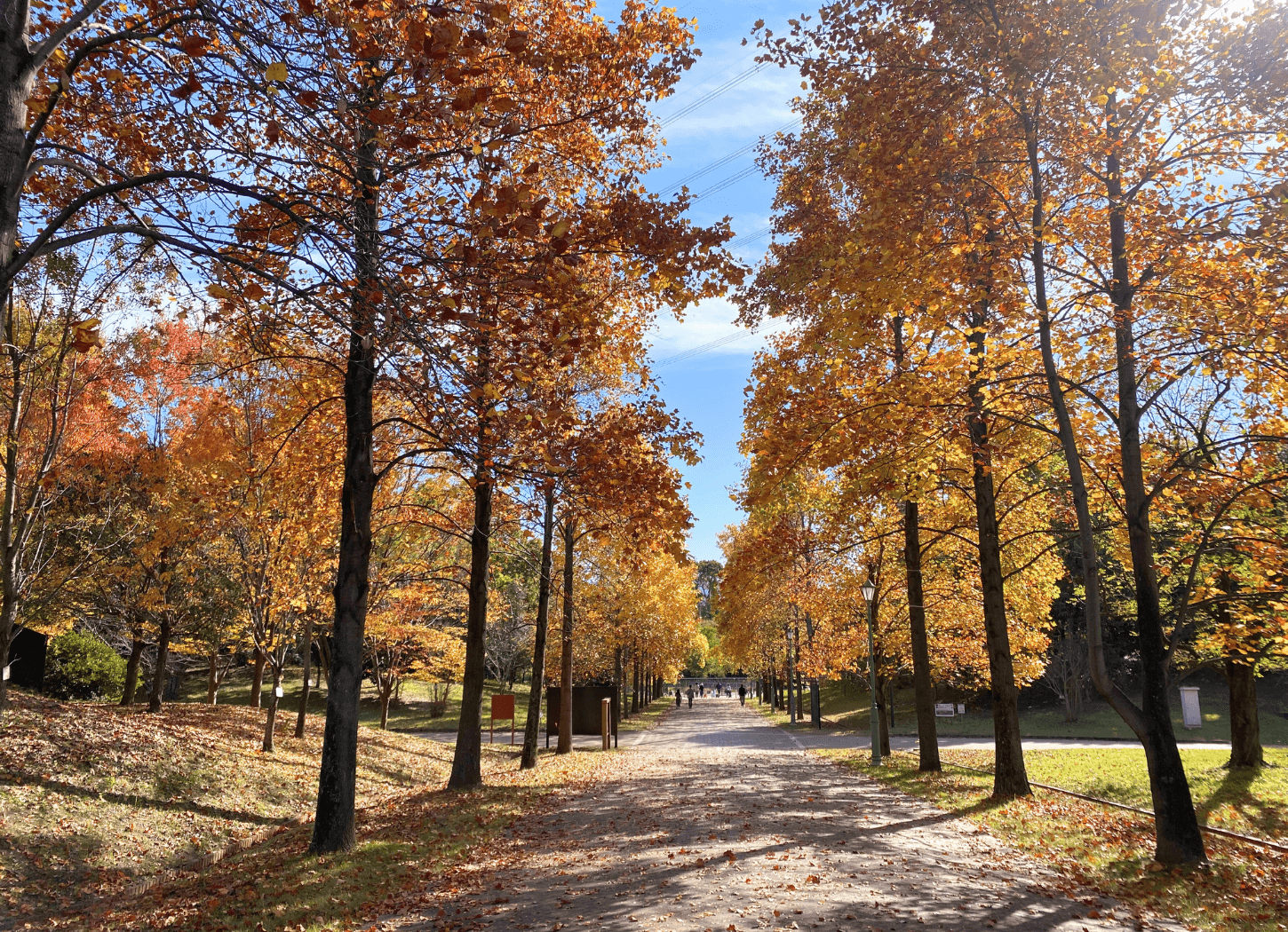 山田池公園の園路沿いに植えられたアメリカフウと思われる木々。背の高い木が道の両側に並び、モミジに似た大きな葉がオレンジ色から赤色に色づいている