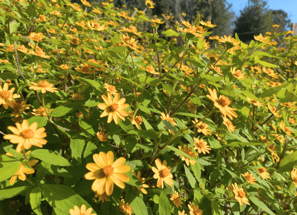 山田池公園内の花壇に咲くメランポジウムと思われる植物。直径約2cmの小さな黄色い花が、群れるように咲いている