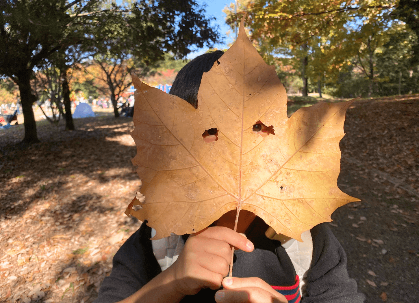 山田池公園で、プラタナスと思われる大きな葉を顔の前に持ち、仮面のようにして遊ぶ子ども。大きく切れ込みの入った葉の形が特徴的