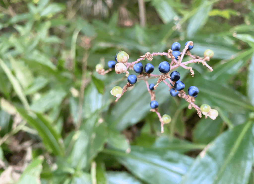 山田池公園に咲くヤブミョウガと思われる植物。小さな濃い青色の実が房になって実り、宝石のように輝いている