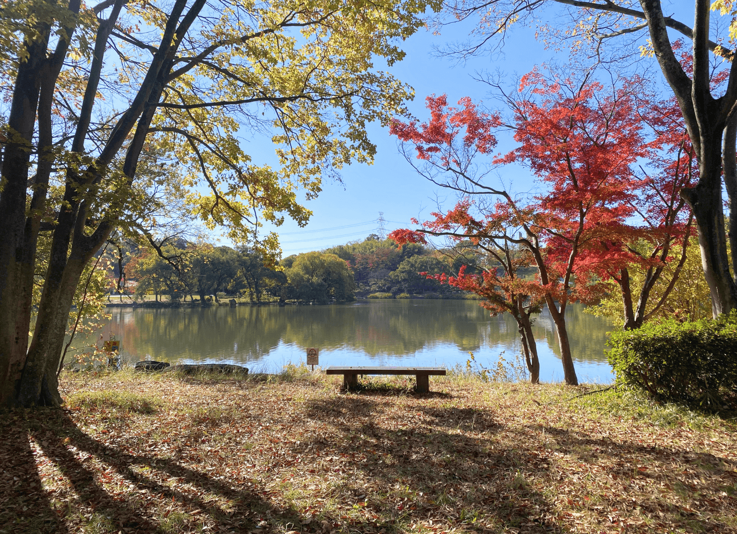 山田池公園の野鳥観測場に設けられた木製ベンチ。目の前に山田池が広がり、紅葉した木々と落ち葉に覆われた地面が見える