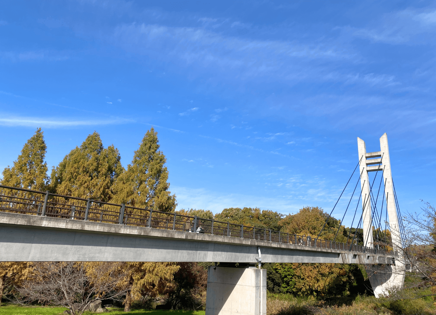 山田池公園に架かる山田池美月橋。池の北側エリアと南側エリアを結ぶ全長158メートルの斜張橋で、主塔が高く伸びている