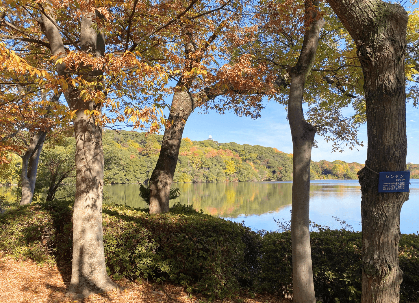 山田池公園の散策路から見た山田池。手前には紅葉した木々が並び、奥に大きな池の水面が広がっている