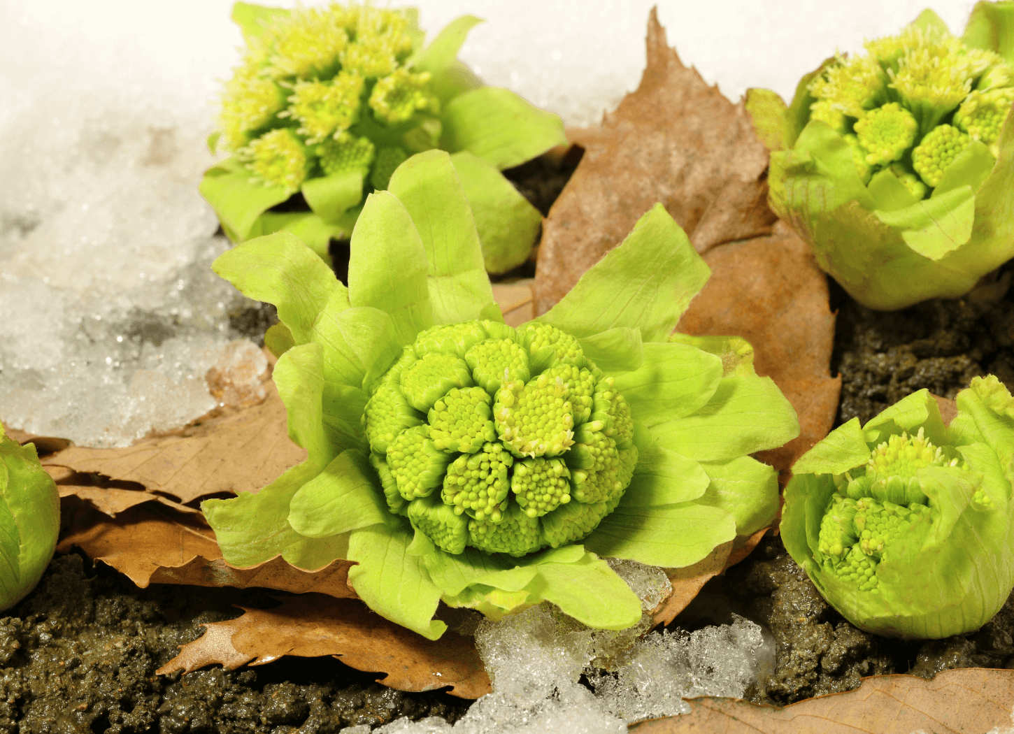 第七十候「款冬華（ふきのはなさく）」1/20～1/24頃。雪の残る地面から顔を出すふきのとう。