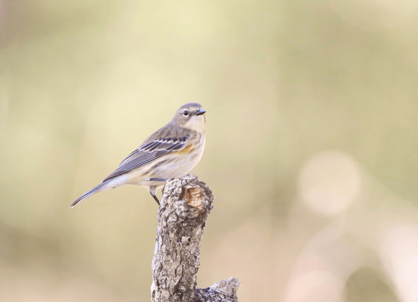 地面に対して垂直に伸びた枝の先端に止まる一羽のウグイス