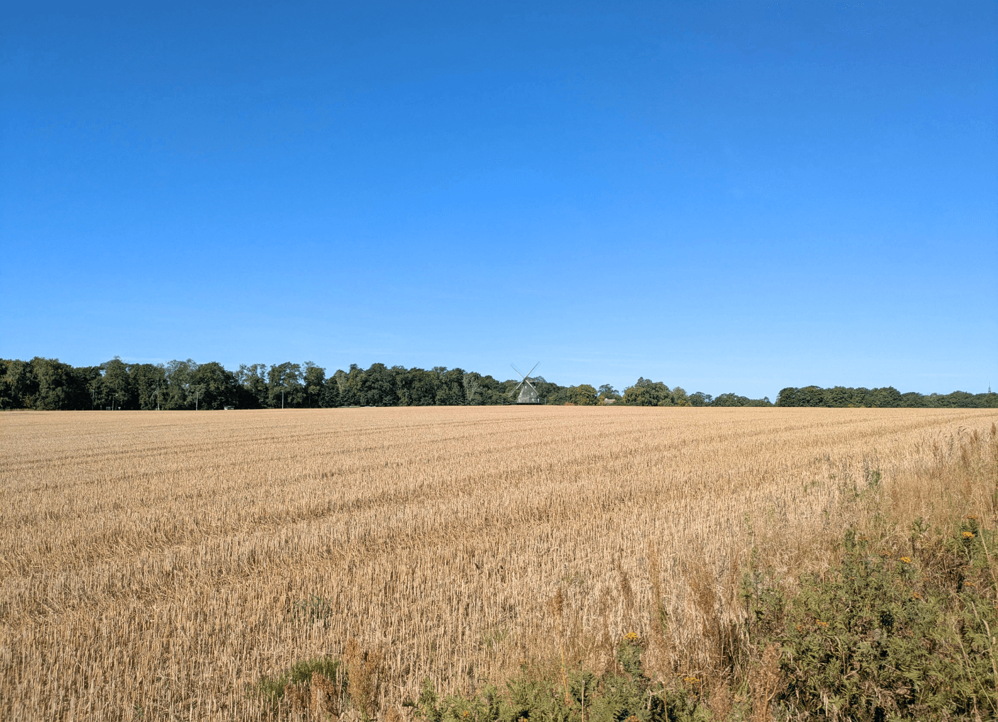 青い空の下、葉が枯れて茶色くなった畑が広がっている風景