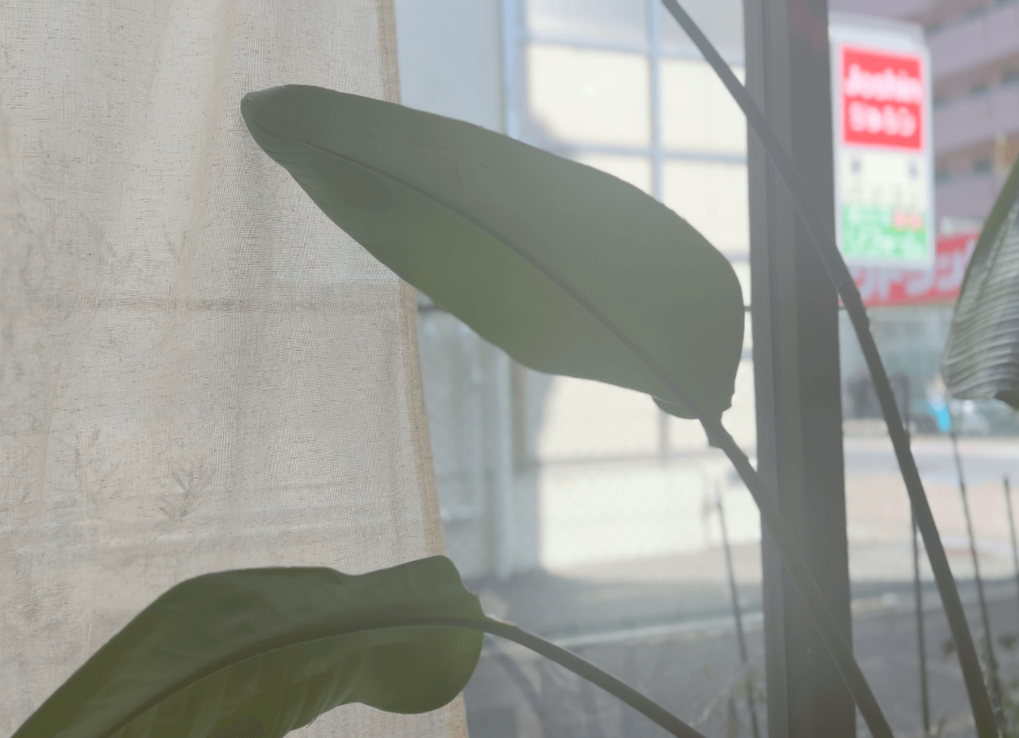 窓辺の観葉植物の大きな葉と、くらわんかファブリックが手がけたカーテン。やわらかな陽光が差し込むde lusso店内の風景