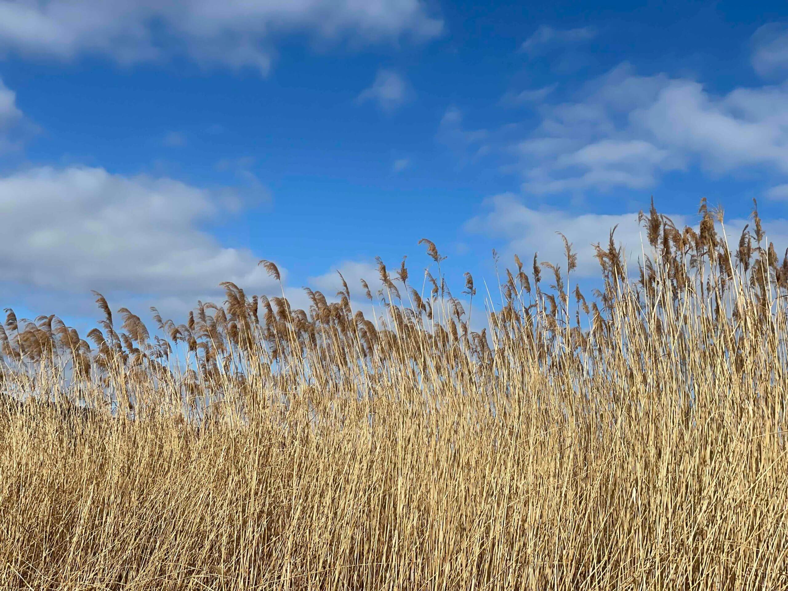 枚方の淀川河川敷に広がるヨシ原の風景