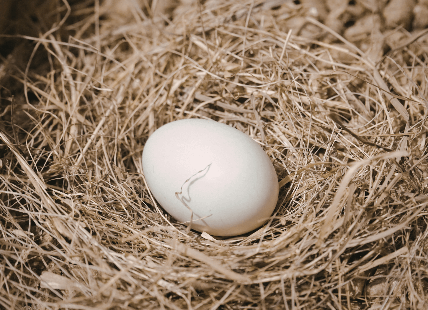 巣の中に、鶏の白い卵が一つ静かに転がっている様子