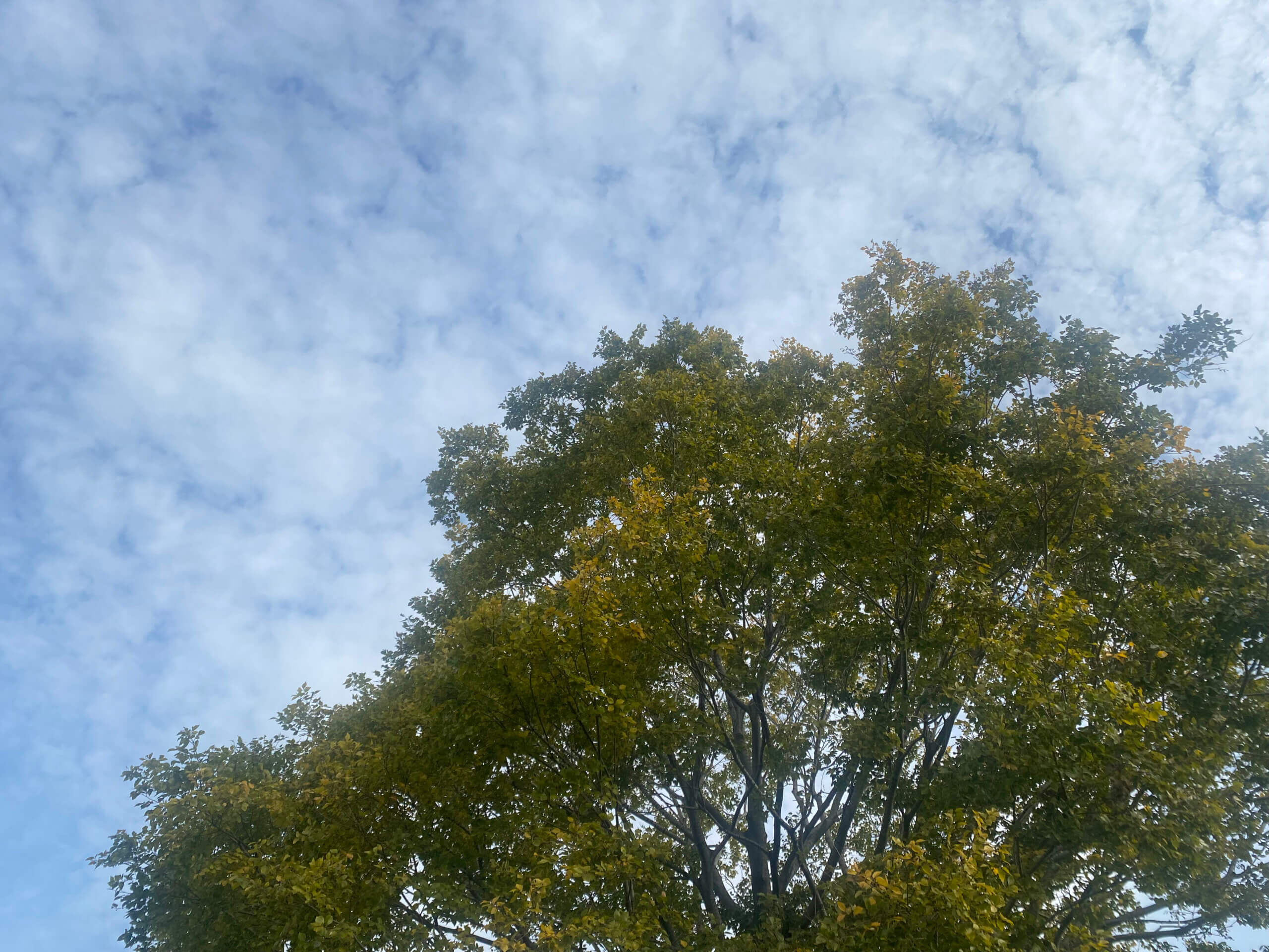 淀川河川敷枚方地区の「緑のトンネル」で、緑の葉が茂る一本の木を下から見上げ、青い空が広がる風景