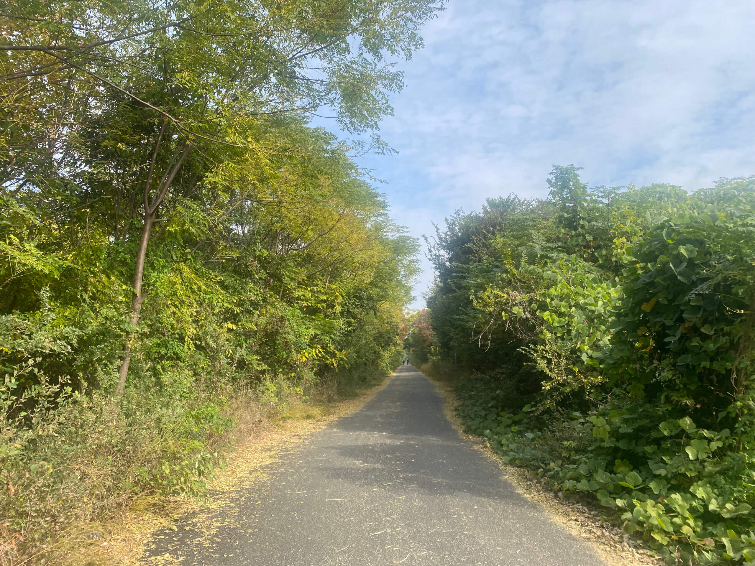 真っ直ぐに伸びた道の左右に背の高い木や蔦が絡み合い、奥まで続く淀川河川敷枚方地区の風景