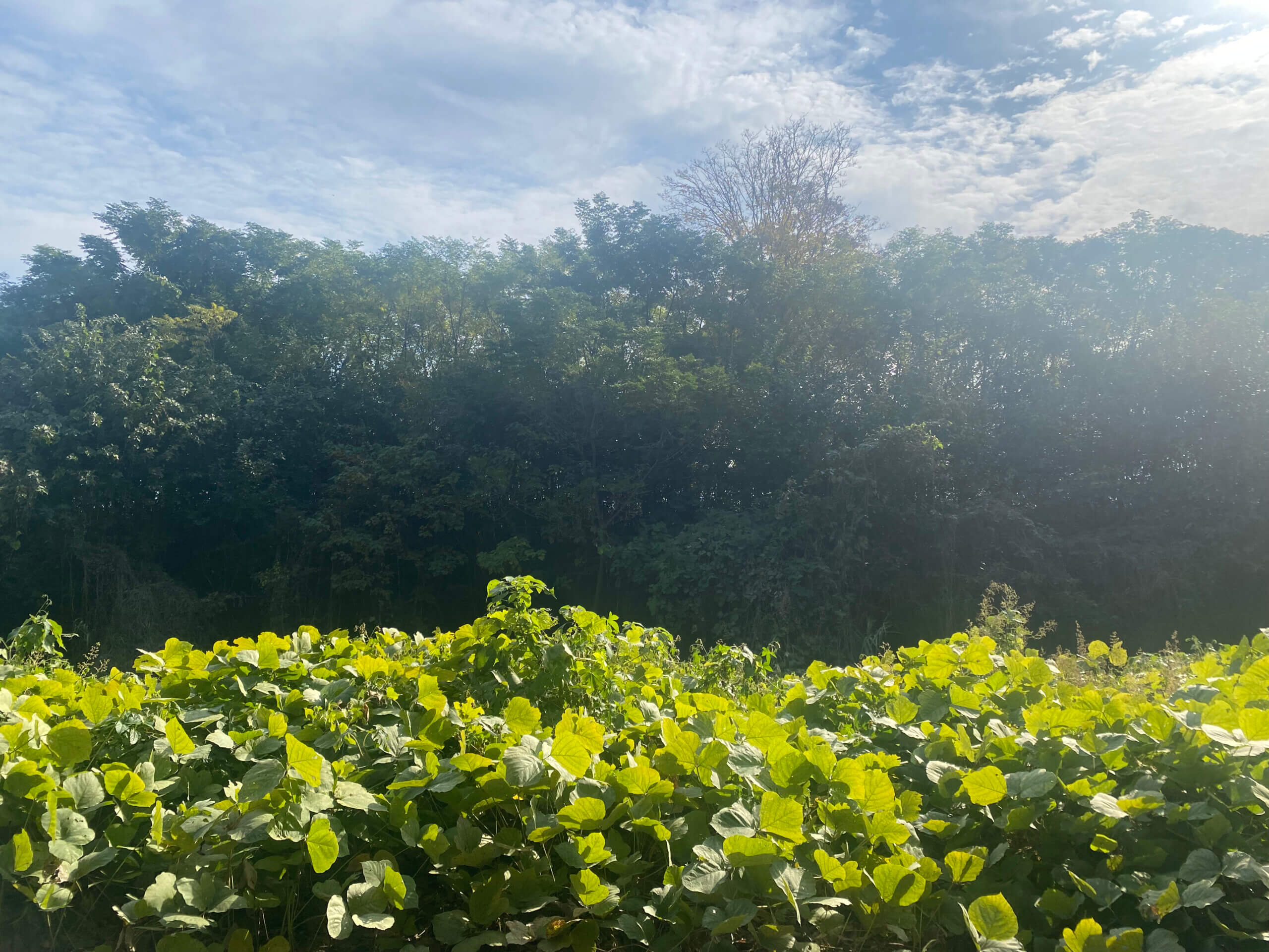 淀川河川敷枚方地区の「緑のトンネル」で、蔦が密集して斜面一帯を覆い、奥に木々と青空が見える風景