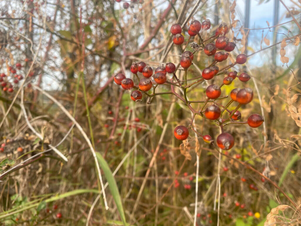 細い枝の先に赤い小さな実がいくつも実る、淀川河川敷枚方地区で見られる植物の一つ