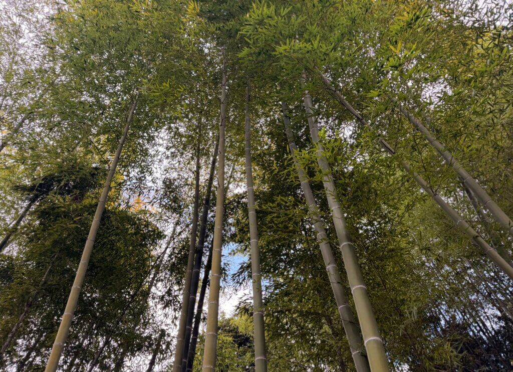 穂谷の竹林を見上げた風景。まっすぐ伸びる竹が空へ広がっている