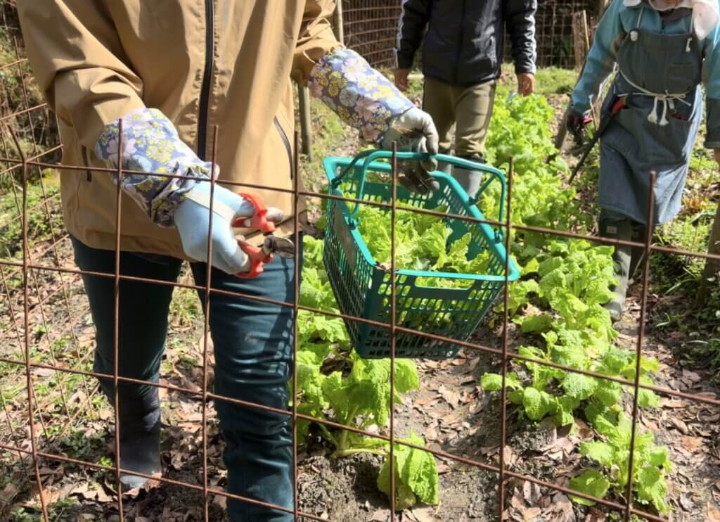 穂谷の畑で、菜の花を摘む会員たち