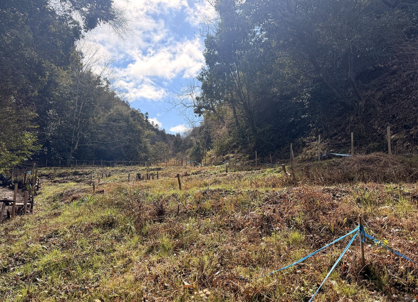 竹林と雑木林に囲まれた穂谷の里山の風景