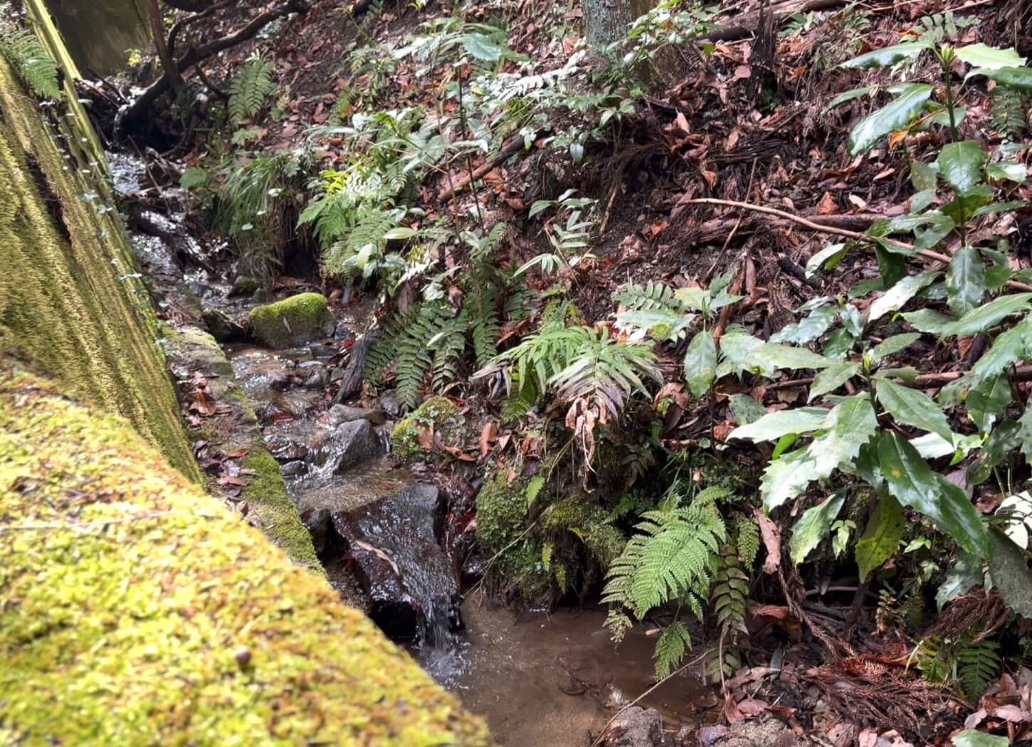 苔むした斜面のそばを細く流れる穂谷の小川と周囲のシダや落ち葉