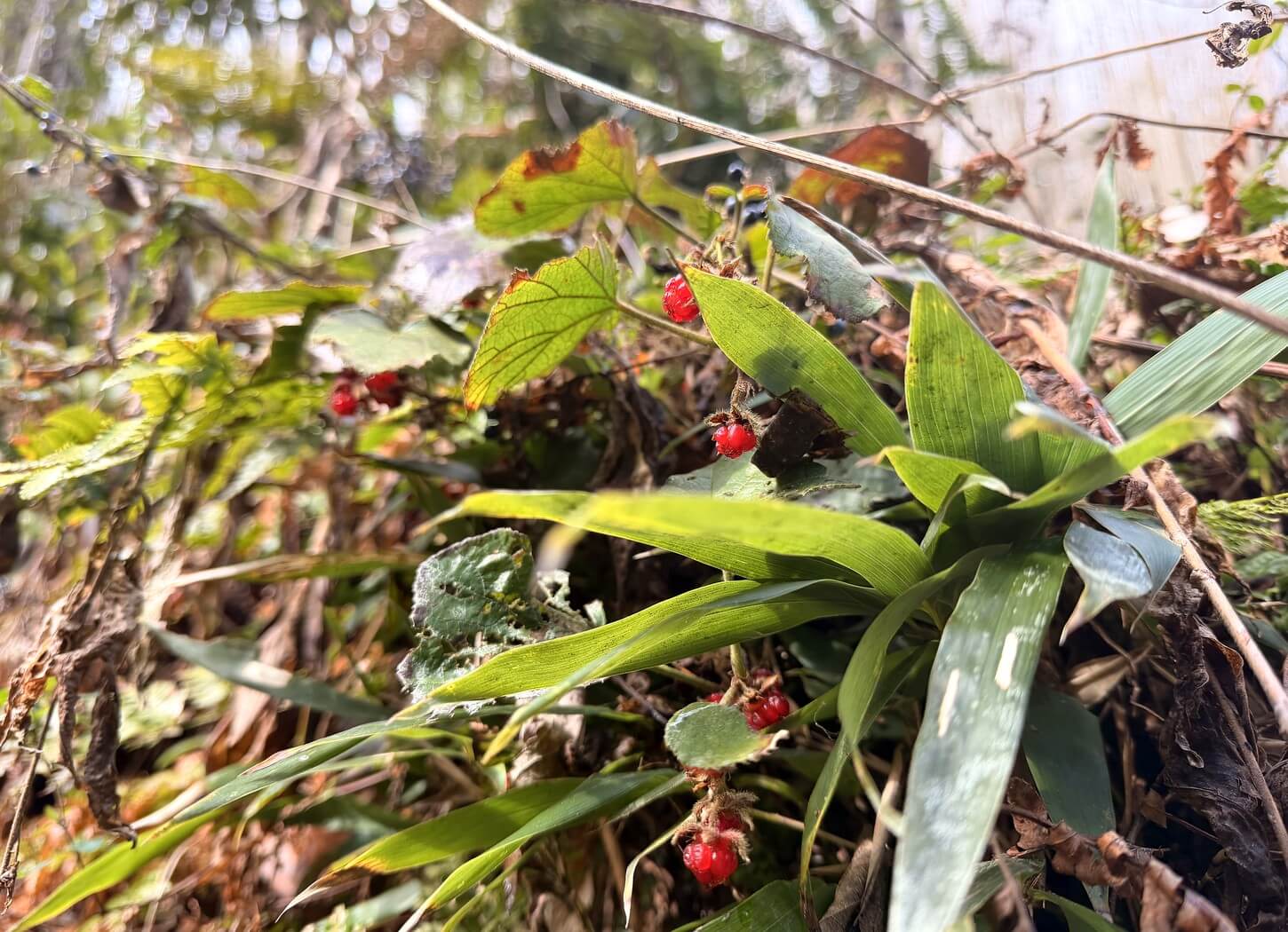 穂谷の里山で見つけた野いちご