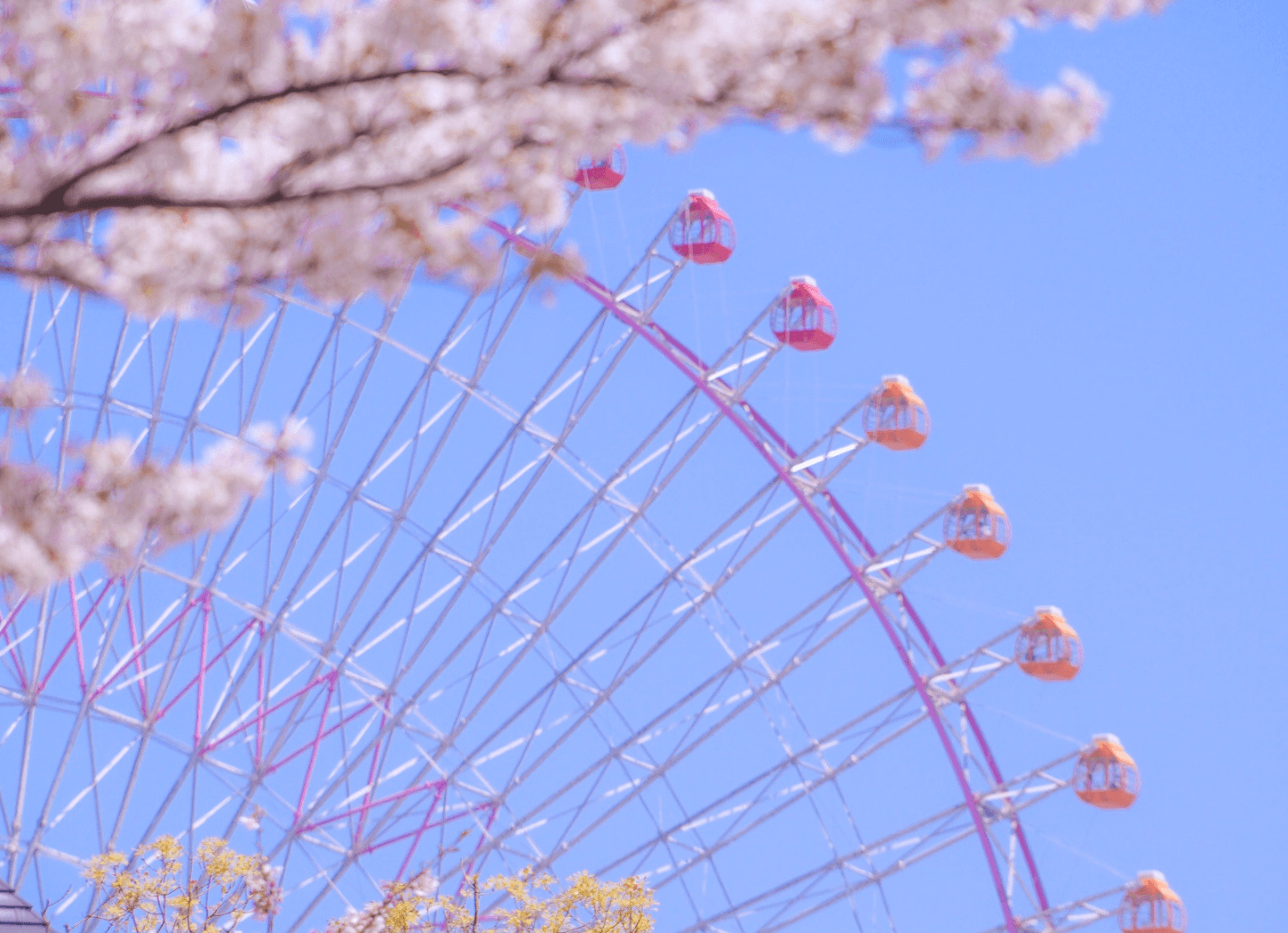 桜越しに観覧車を見上げた春の風景