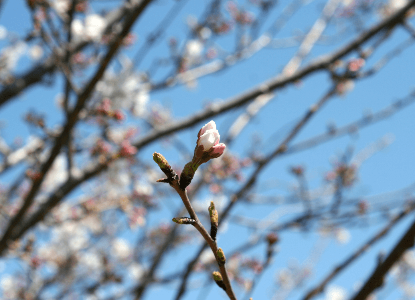 第十一候「桜始開（さくらはじめてひらく）」3/25～3/29頃。青空を背景に、咲きはじめた桜のつぼみ。
