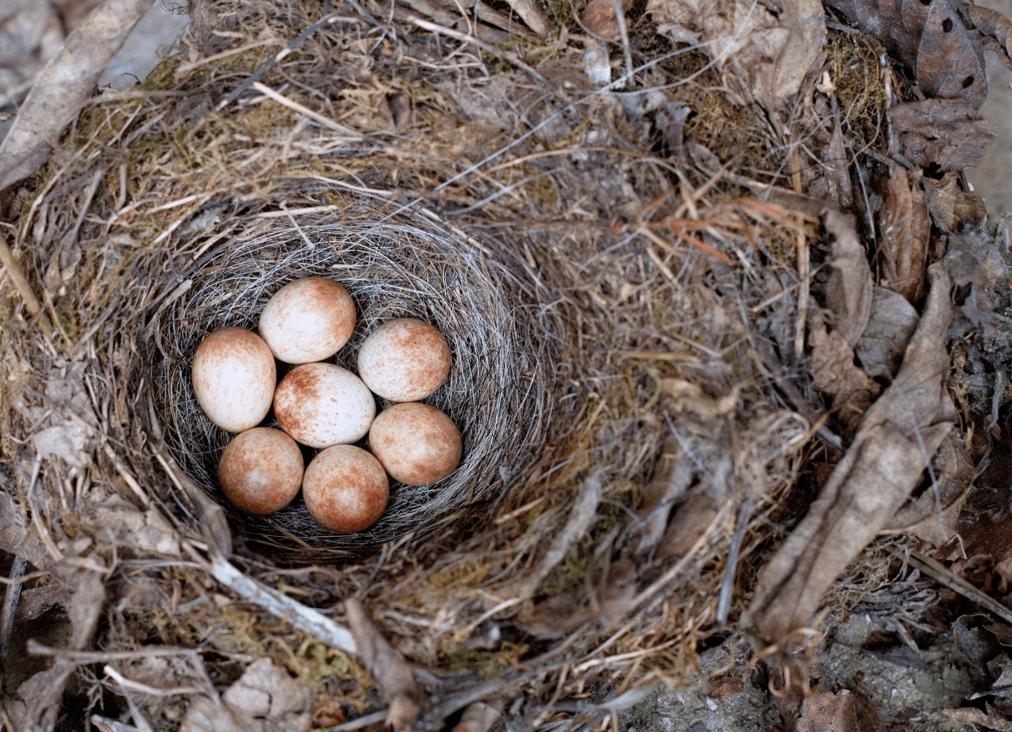 落ち葉の中に作られた巣に並ぶ雀の卵