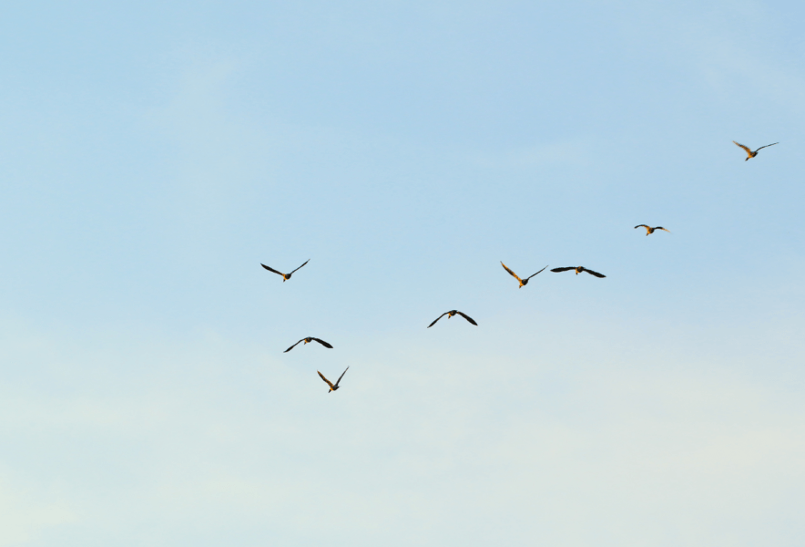 青空を群れで飛ぶ雁たち
