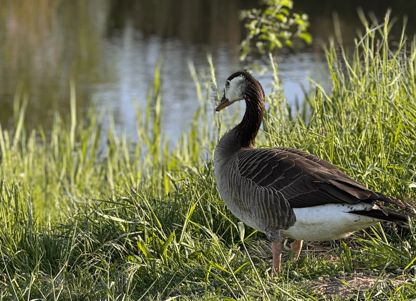 水辺の草のそばに立つ雁