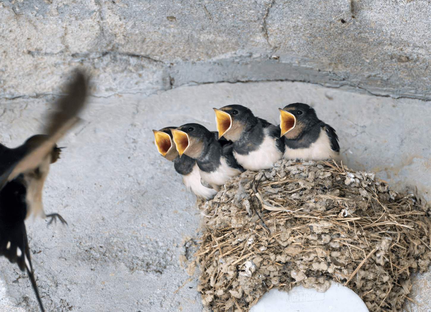 巣の中で親鳥を待つつばめの雛たち